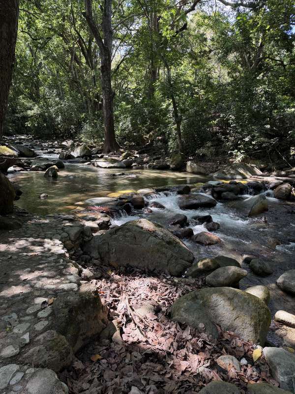 Gebirgsbach zwischen Felsen unter tropischen Bäumen