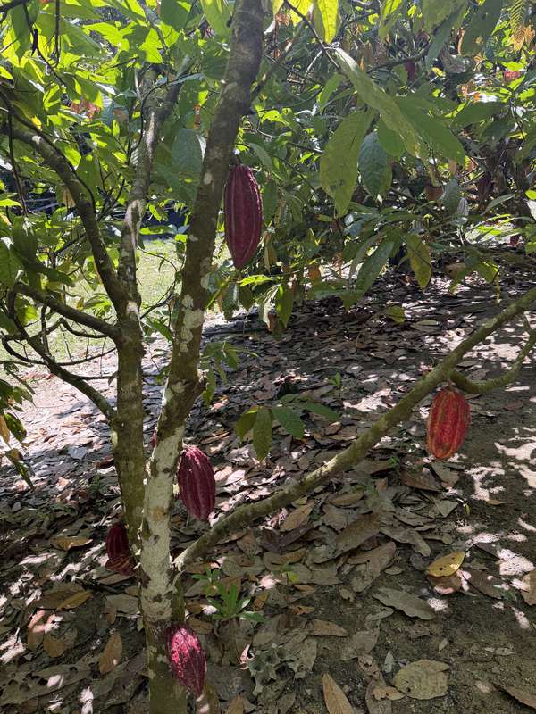 Kakao-Baum mit reifen Schoten am Stamm