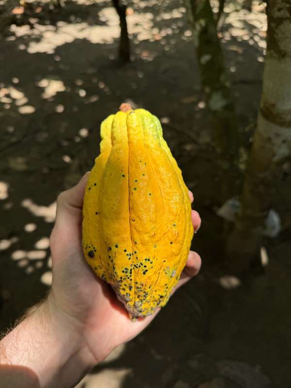 Hand hält gelbe Kakao-Schote