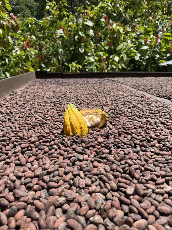 Kakao-Bohnen trocknen in der Sonne