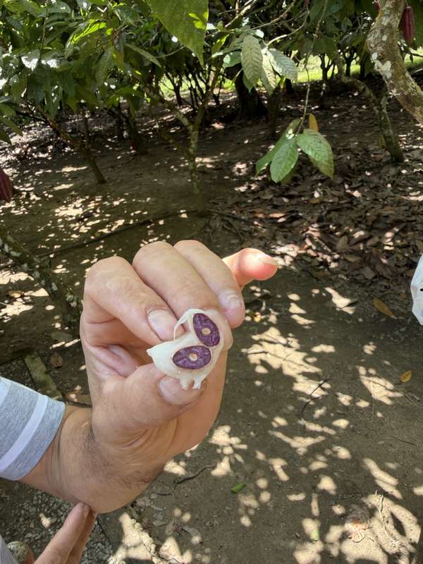 Aufgeschnittene Kakao-Bohne, lila Inneres