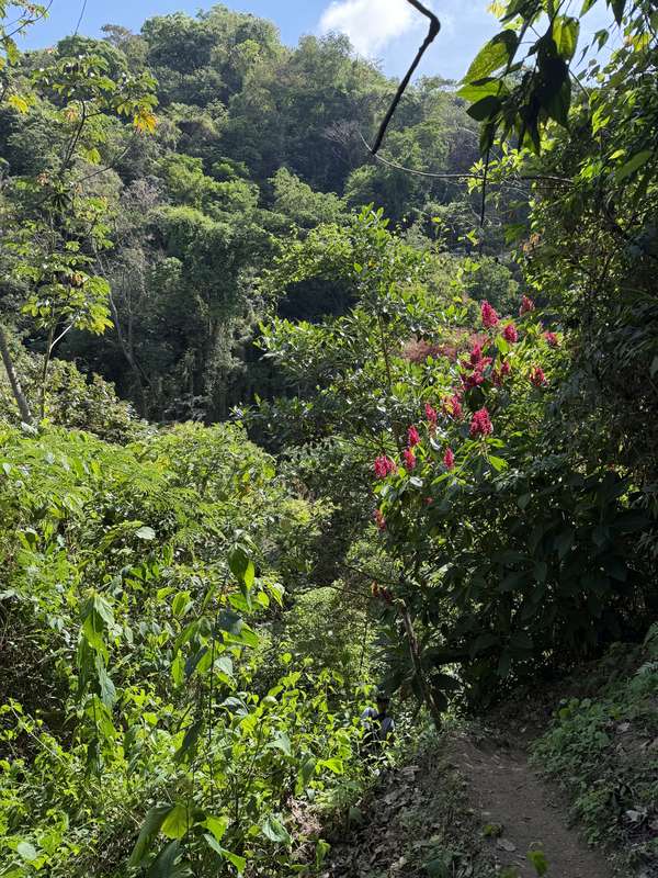 Rosa Blumen am Dschungelpfad