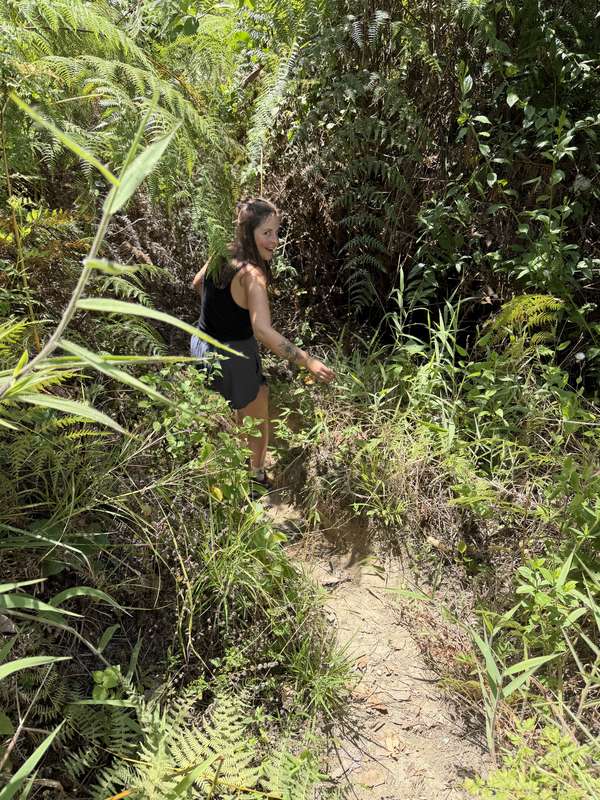 Enger Dschungelpfad mit Farnen