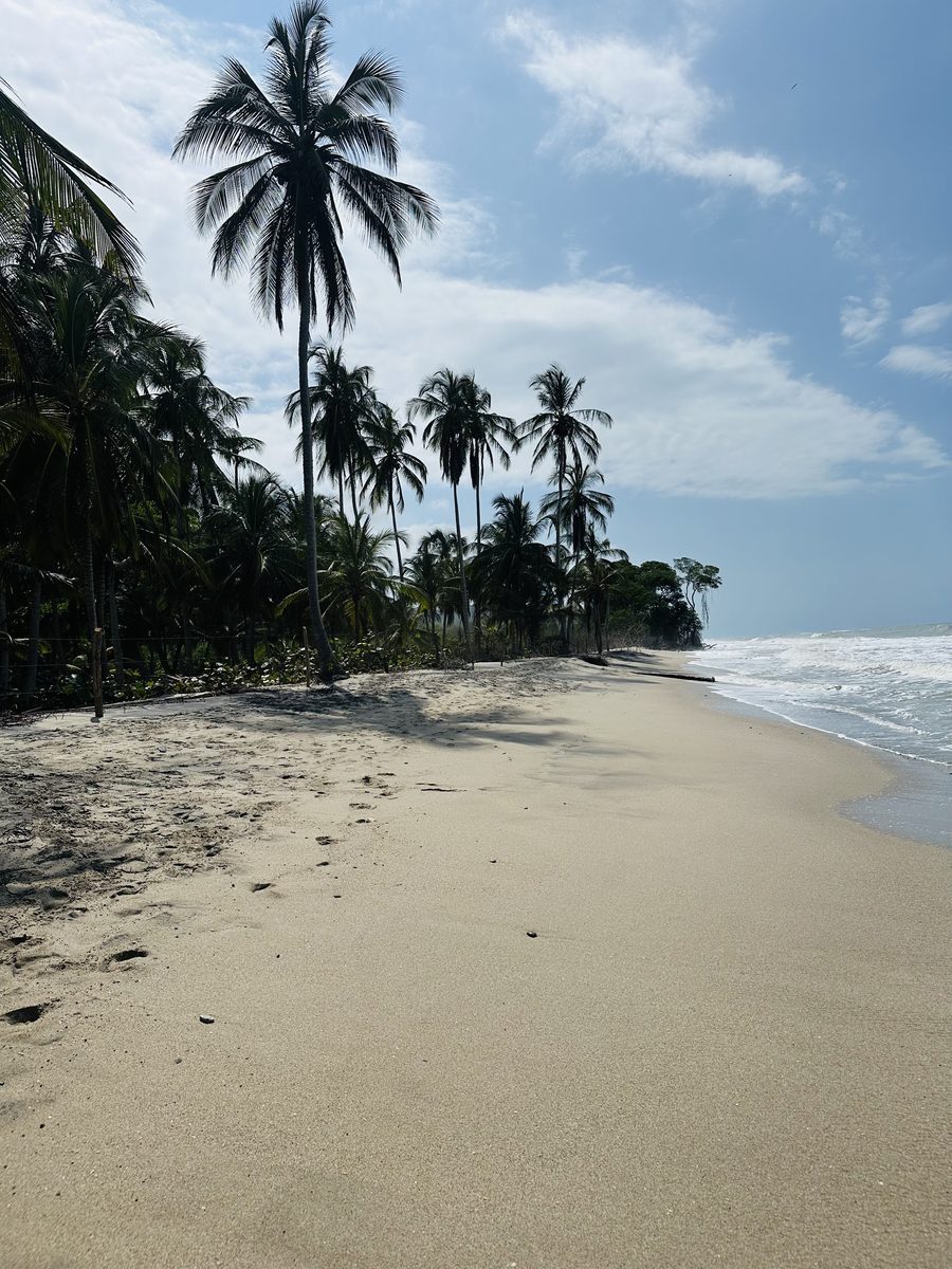 Traumhafter Palmenstrand Palomino — Karibik pur