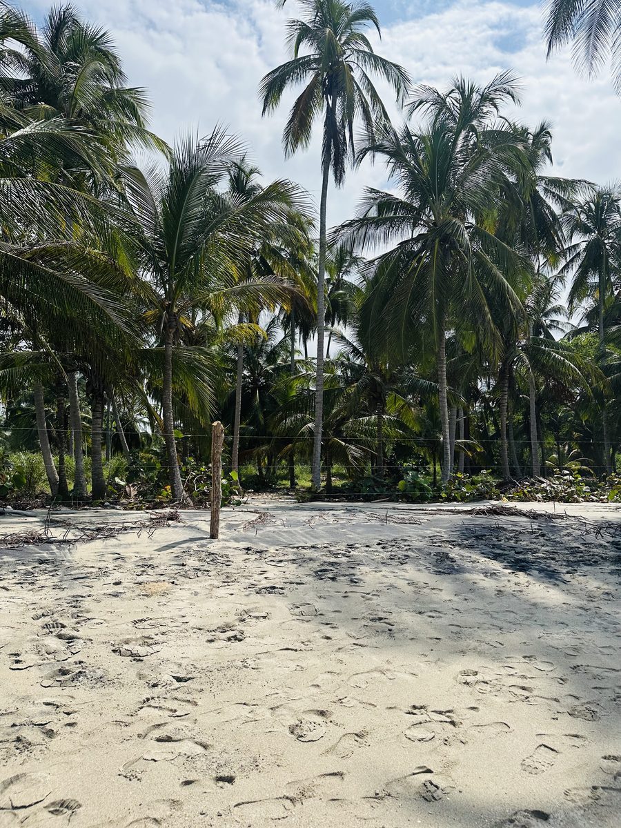 Beachvolleyball unter Palmen