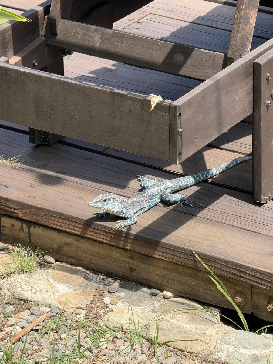 Leguan am Hostel