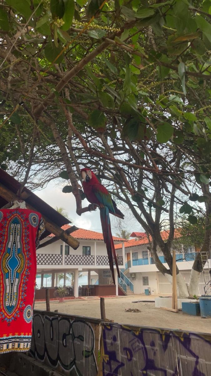 Ara auf Baum im Dorf