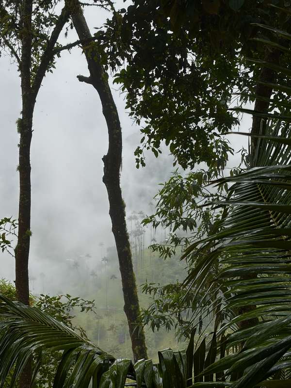 Wachspalmen im Nebel — der ikonische Cocora-View