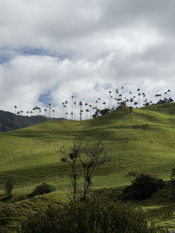 Wachspalmen-Panorama Cocora Valley