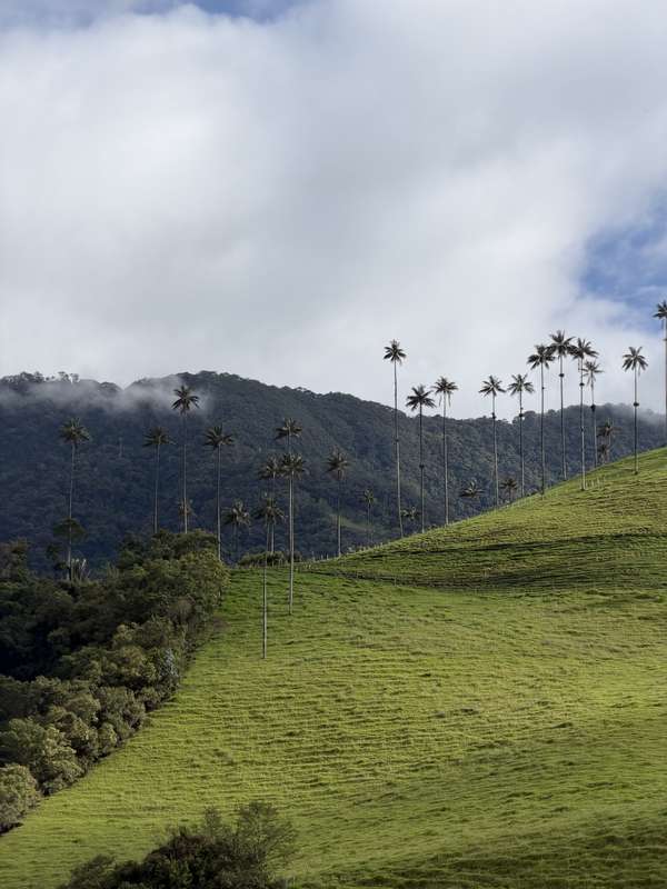Wachspalmen an steilem Hang im Nebel