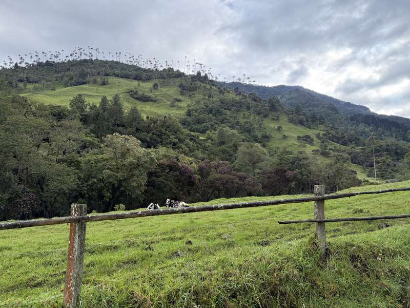 Pastorale Tal-Ansicht mit Holzzaun und Kühen