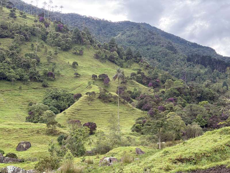 Bergseite mit blühenden lila Bäumen