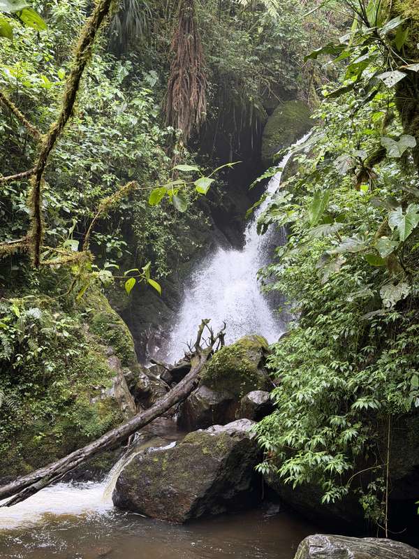 Wasserfall im Cloud Forest