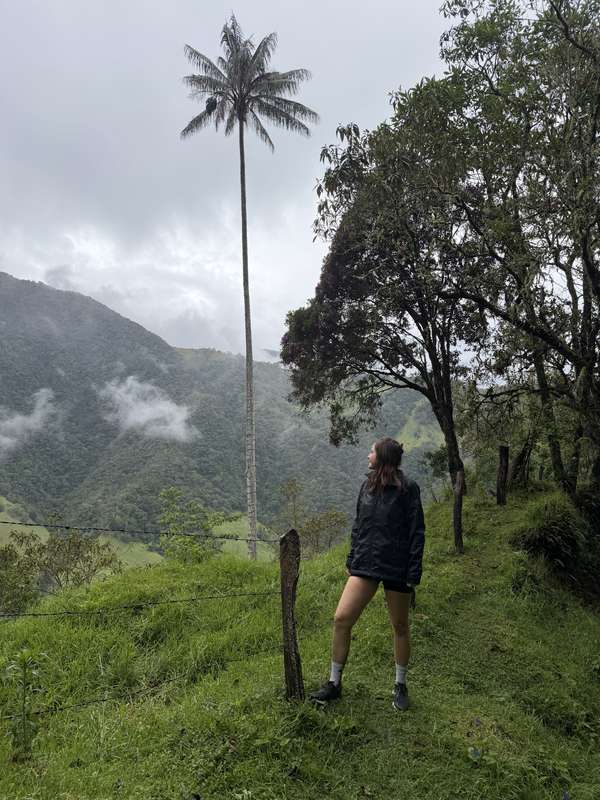 Blick zu einzelner Wachspalme hoch