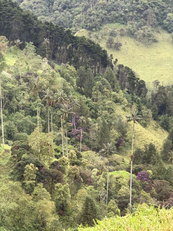 Bergseite mit Wachspalmen und lila Bäumen