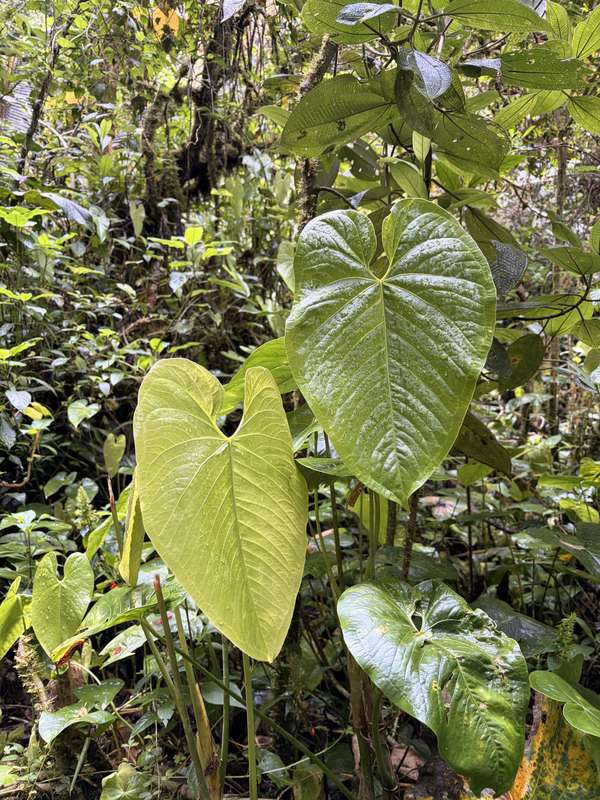 Riesige herzförmige Blätter im Dschungel