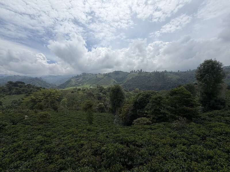 Panorama Kaffeezone — grüne Hügel soweit das Auge reicht