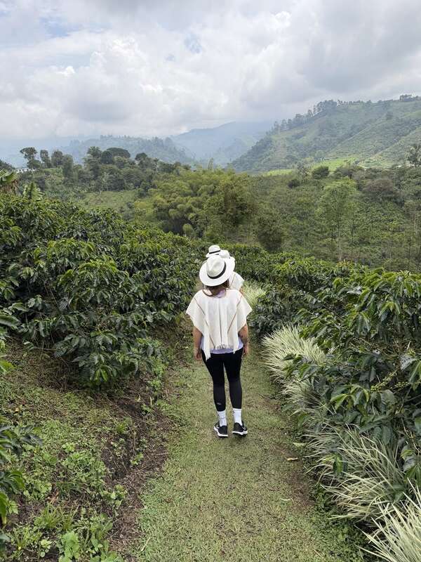 Durch die Kaffeereihen laufen