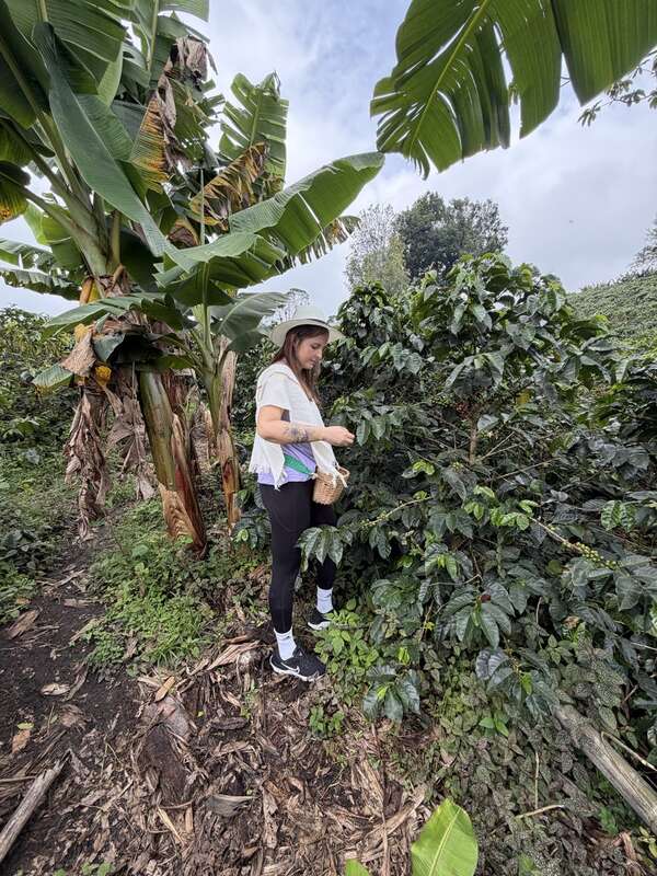 Kaffeebohnen pflücken